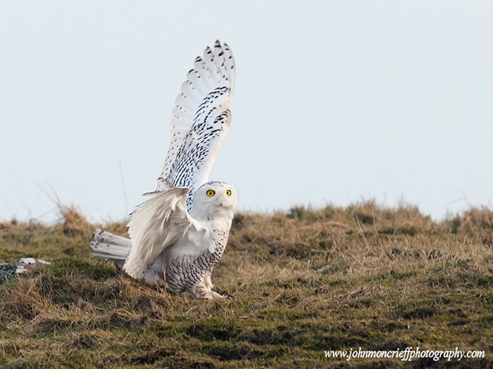 Snowy Owl