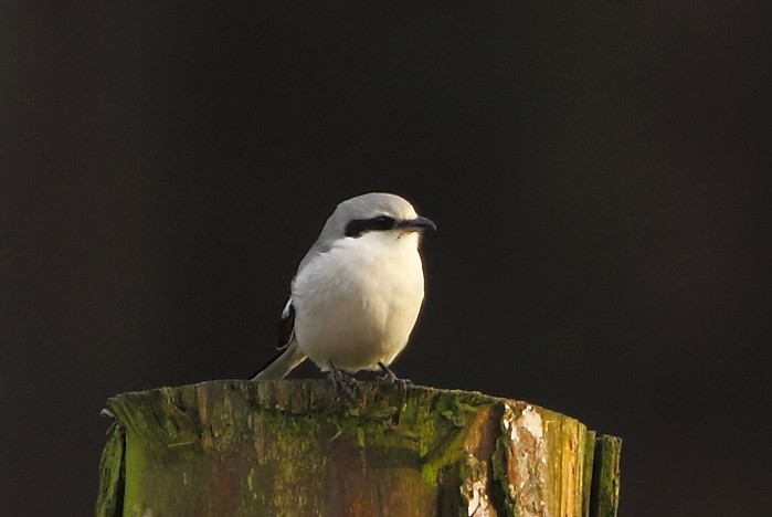 Great Grey Shrike
