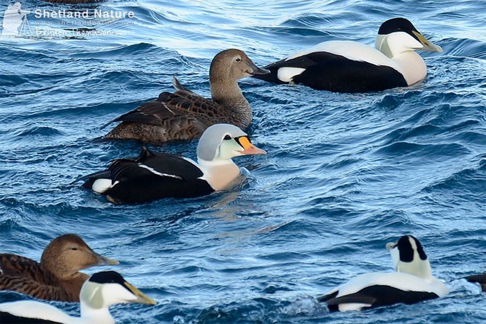 King Eider