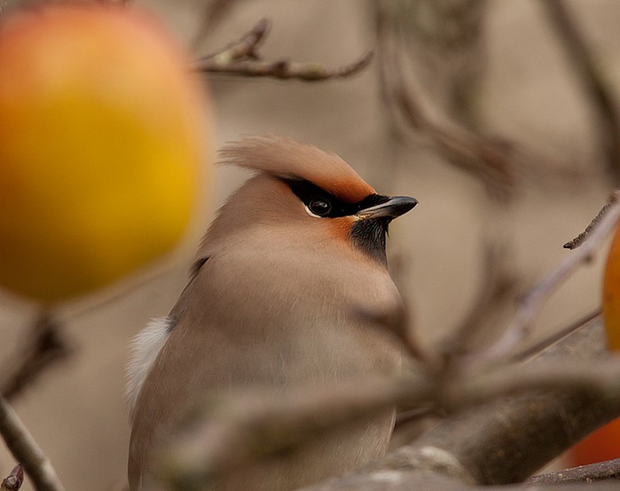 Waxwing