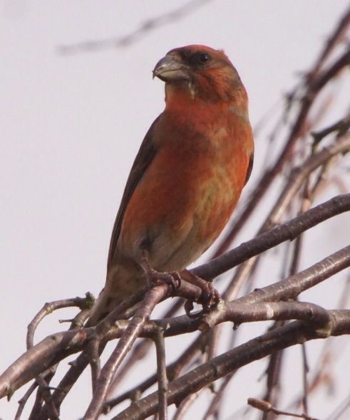 Crossbill