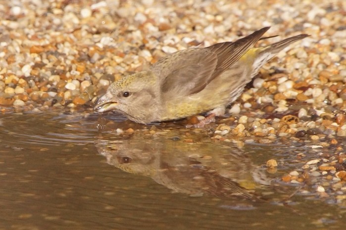 Crossbill
