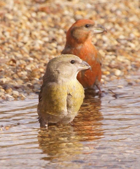 Crossbill