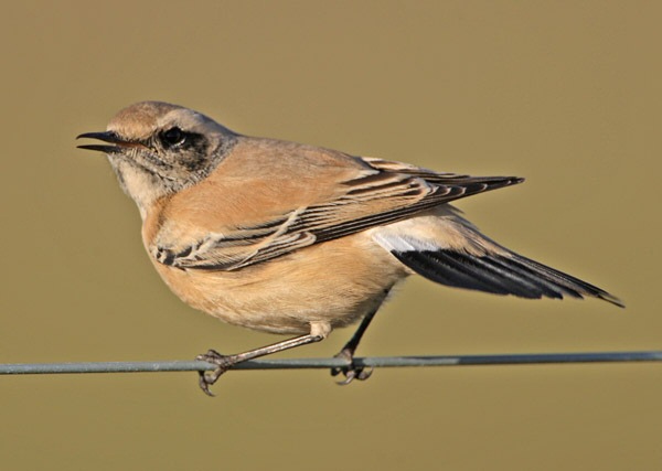 Desert Wheatear
