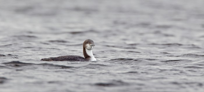 Pacific Diver