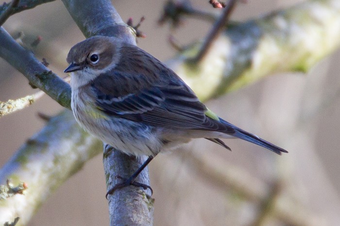 Myrtle Warbler