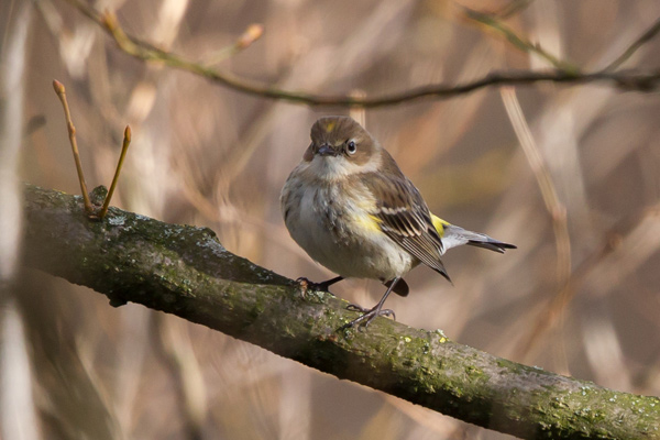 Myrtle Warbler