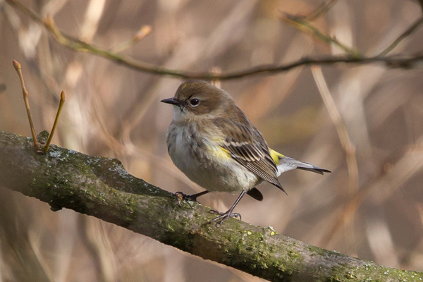 Myrtle Warbler