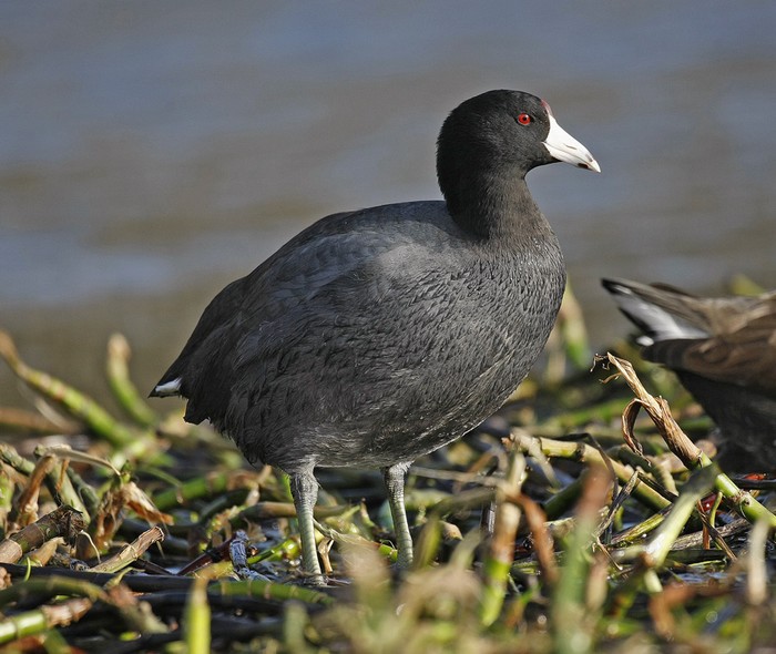 American Coot