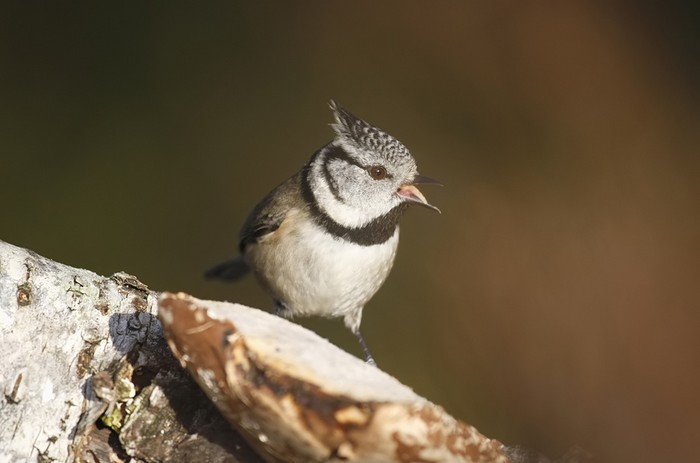 Crested Tit
