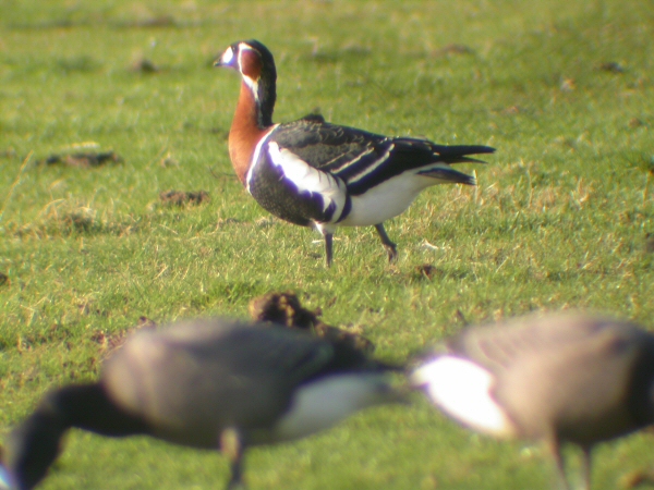 Red-breasted Goose