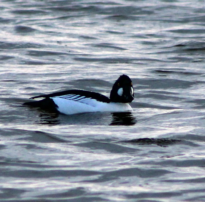 Goldeneye