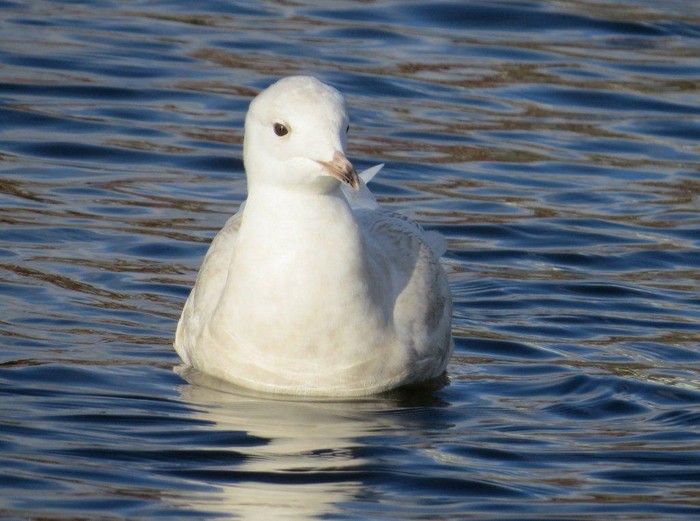Iceland Gull