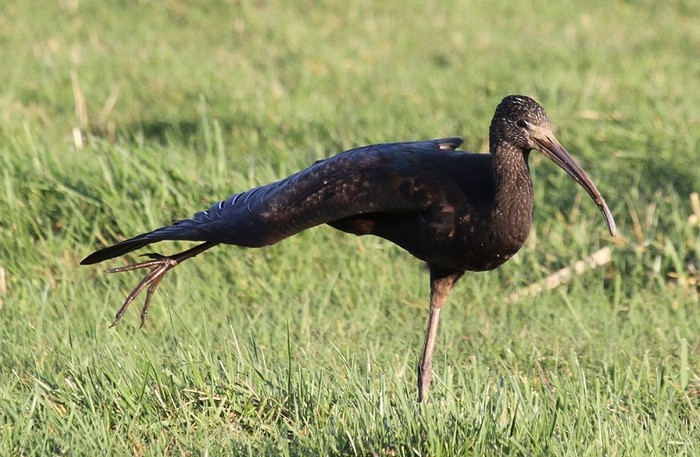 Glossy Ibis