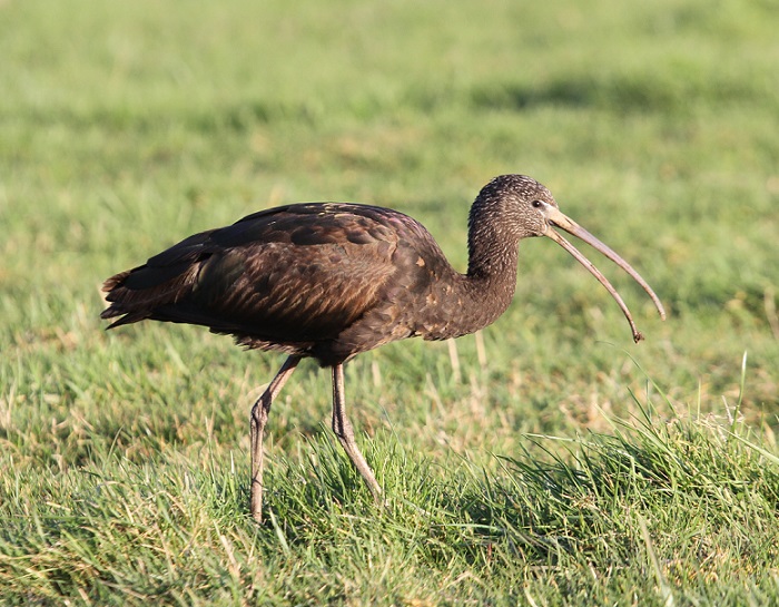 Glossy Ibis