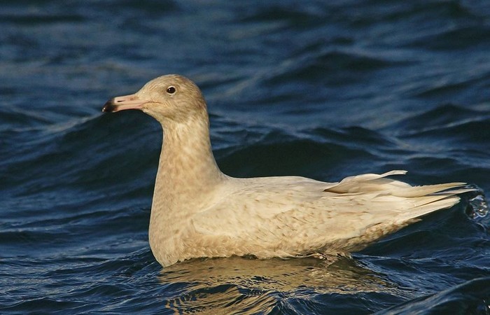 Glaucous Gull