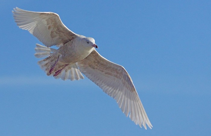 Glaucous Gull
