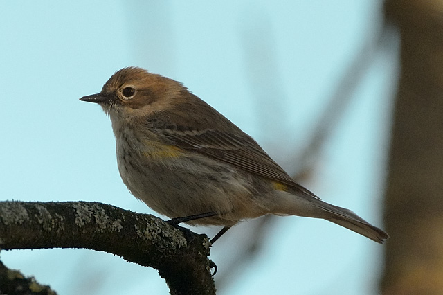 Myrtle Warbler