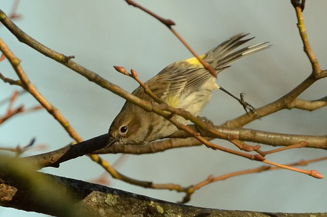 Myrtle Warbler