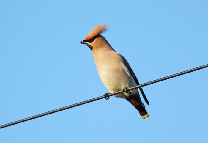 Waxwing