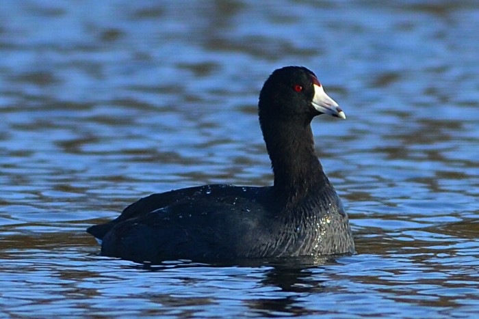 American Coot