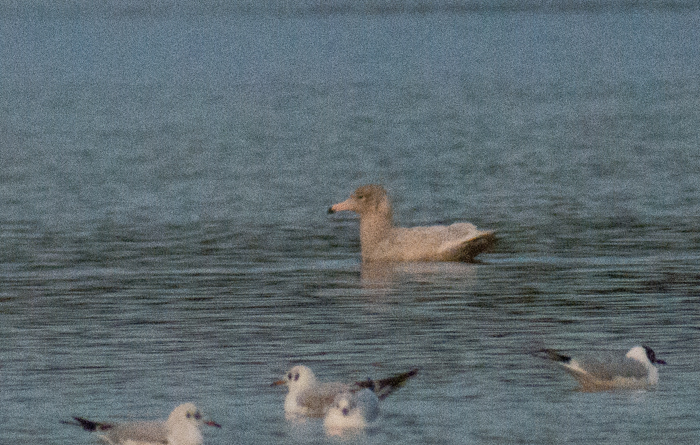 Glaucous Gull