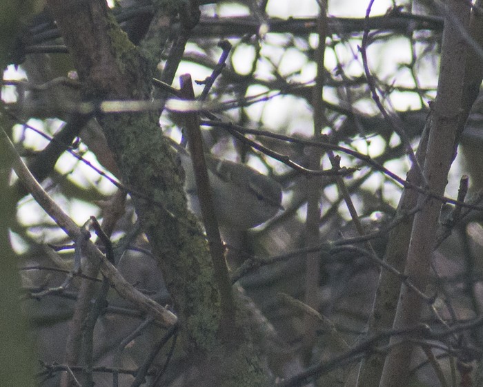 Hume's Yellow-browed Warbler