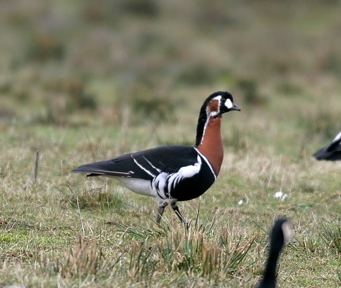 Red-breasted Goose