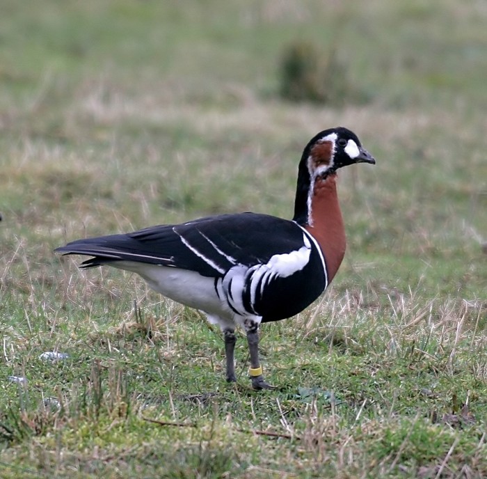 Red-breasted Goose