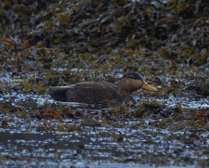 Black Duck