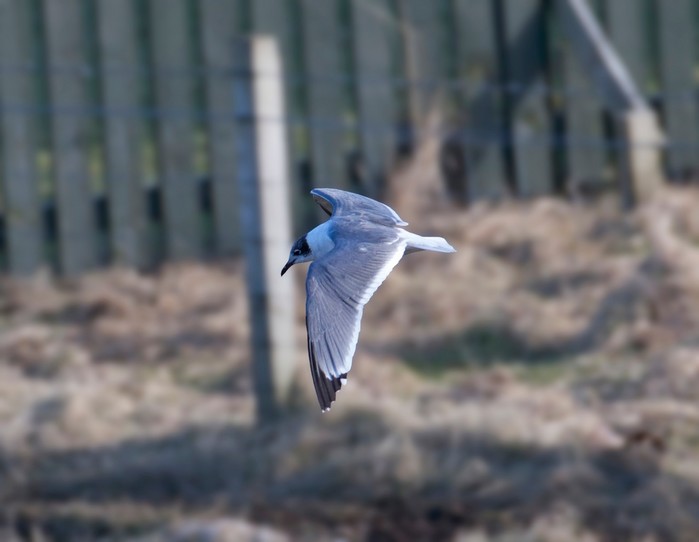 Franklin's Gull