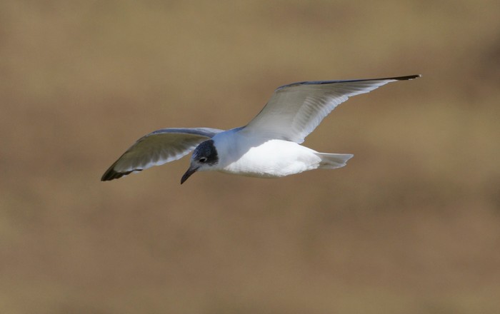 Franklin's Gull
