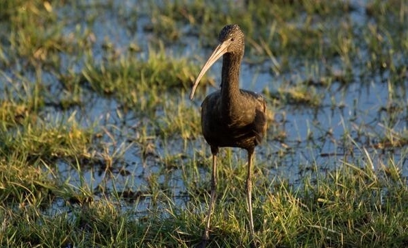 Glossy Ibis