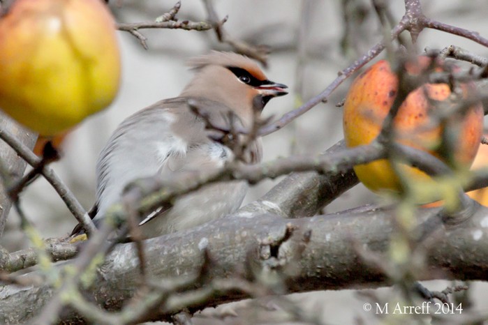 Waxwing