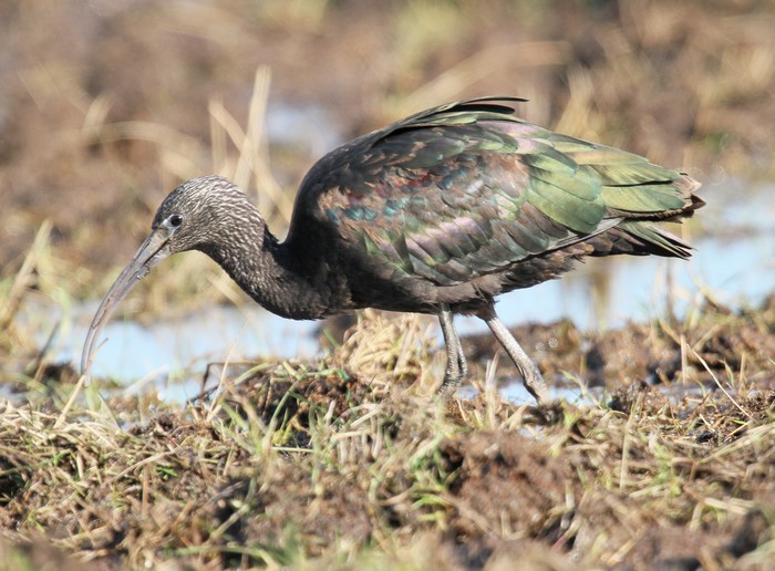 Glossy Ibis