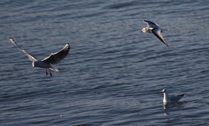 Ross's Gull