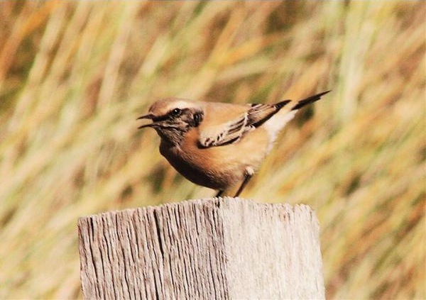 Desert Wheatear