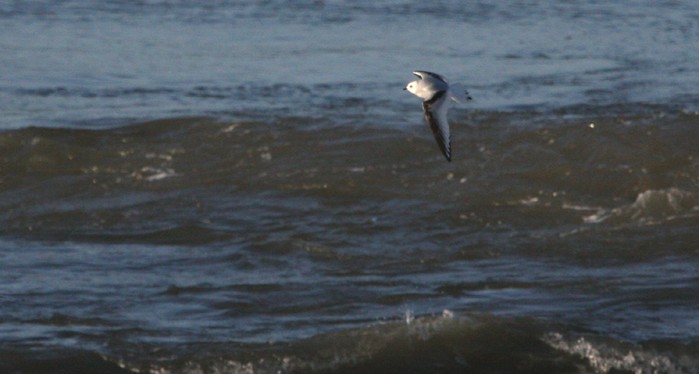 Ross's Gull