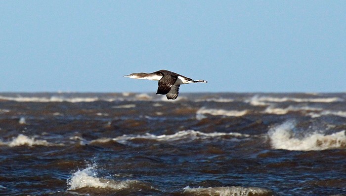 Black-throated Diver