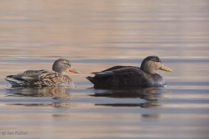 Black Duck