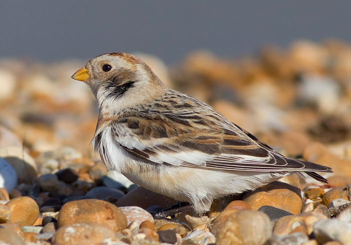 Snow Bunting