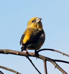 Crossbill