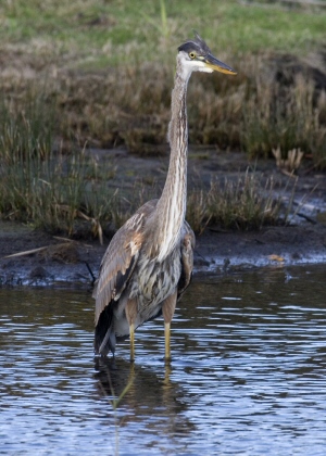Great Blue Heron