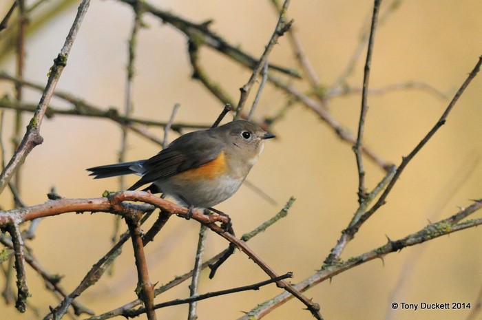 Red-flanked Bluetail