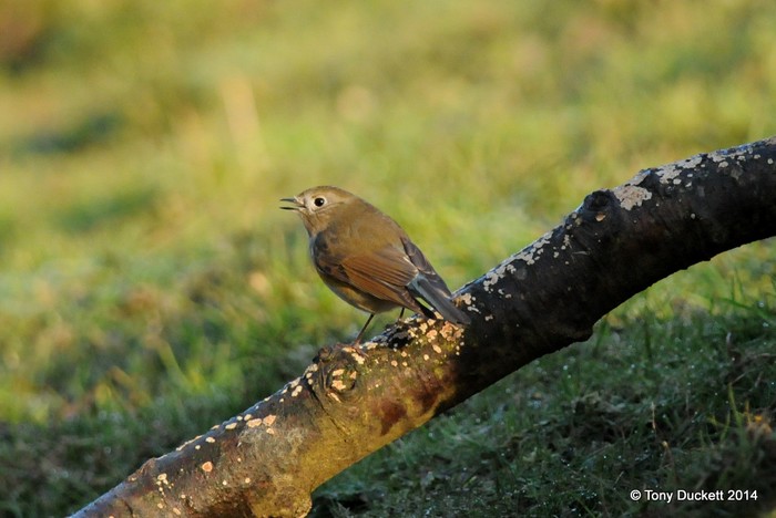 Red-flanked Bluetail