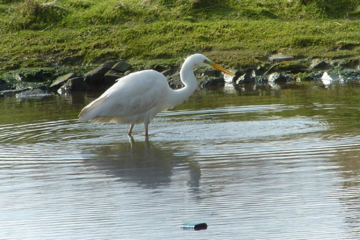 Great White Egret