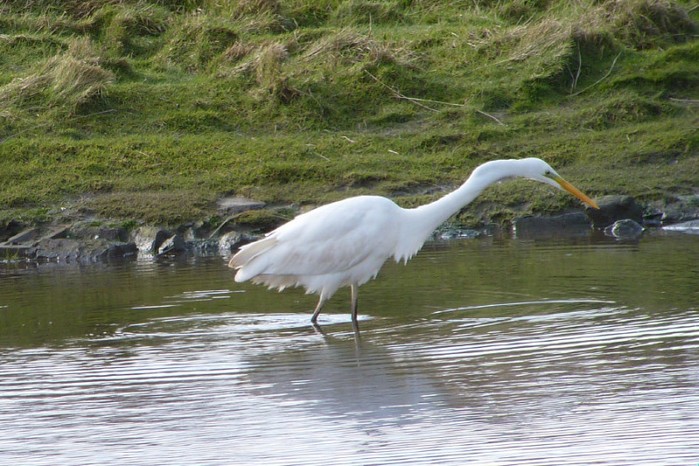 Great White Egret