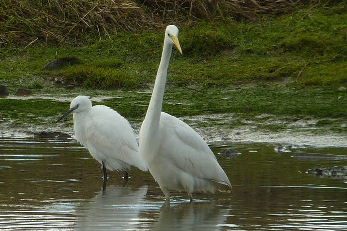 Great White Egret 