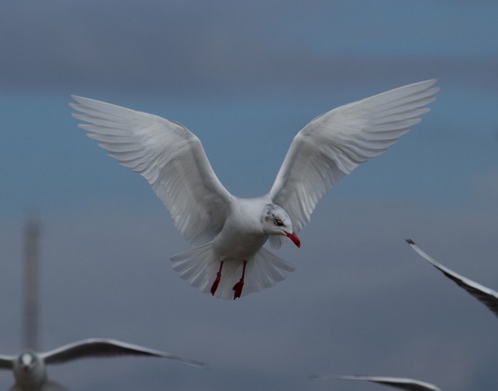Mediterranean Gull