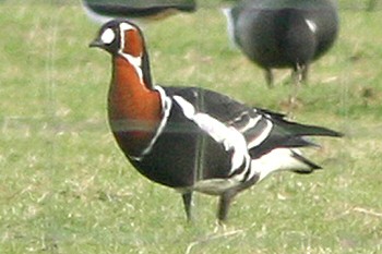 Red-breasted Goose